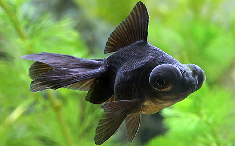 翡翠 　出目金魚。美品。縁起物。 金魚 - 三井開発グループ
